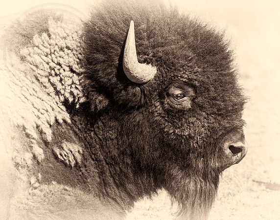 Tatanka
