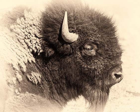 American Bison