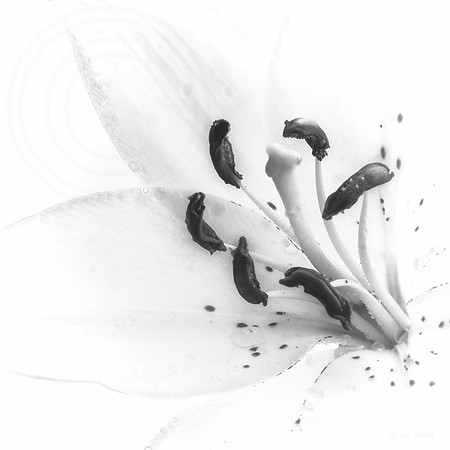 Lily