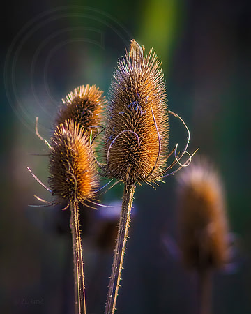 Gift of Autumn