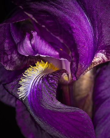 Iris_