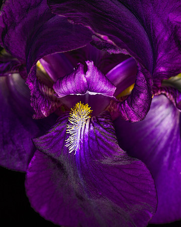 Iris II