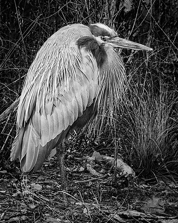 Great Blue Heron in B&W