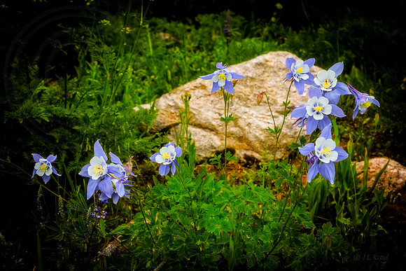 Deep Forest Bouquet