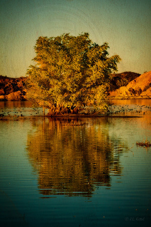 Dreams of Reflection